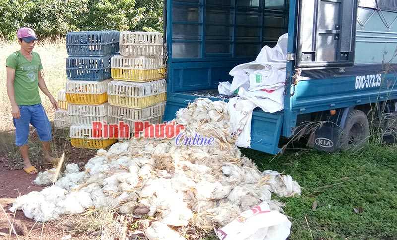 Bắt giữ xe &ocirc; t&ocirc; chở gần 400 con g&agrave; chết