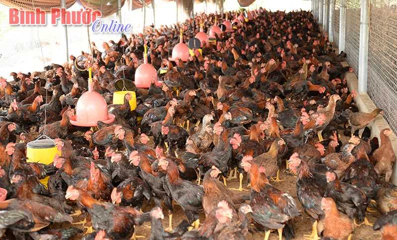 Giá gà thịt tăng, người nuôi dè dặt tái đàn