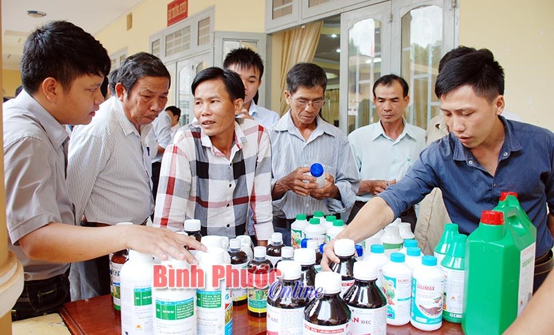 Giải pháp khôi phục và cải tạo vườn điều