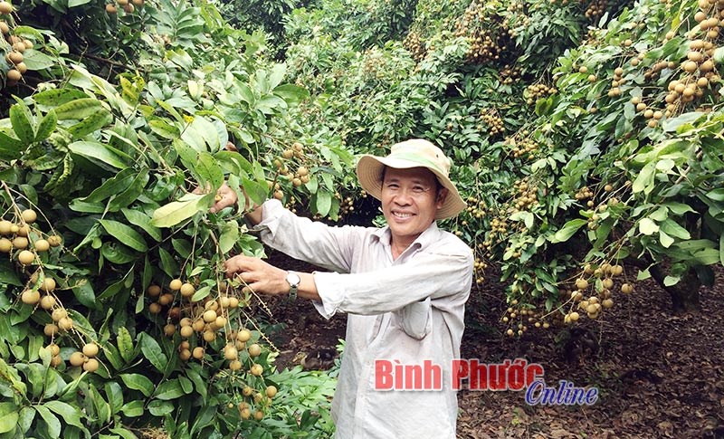 Giá nhãn tăng, nhà vườn Thanh An phấn khởi