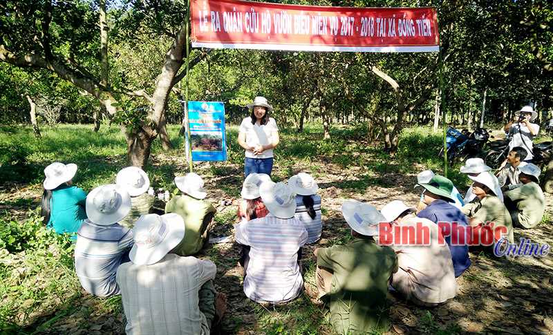 Đồng Phú: ra quân cứu hộ vườn điều đợt 2