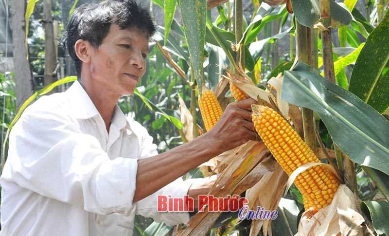 Hớn Quản đẩy mạnh phát triển nông nghiệp theo hướng bền vững