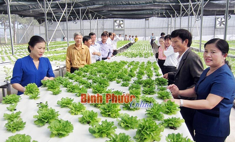 Hợp tác xã Nguyên Khang Garden hướng tới liên kết trồng rau sạch công nghệ cao