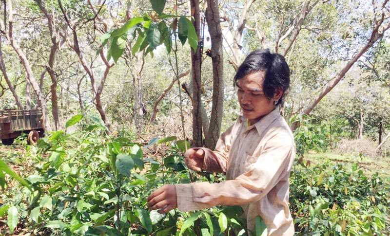 Anh Điểu Xu trồng xen lá nhíp trong vườn điều