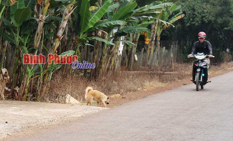 Thả rông vật nuôi tiềm ẩn nguy cơ mất an toàn giao thông