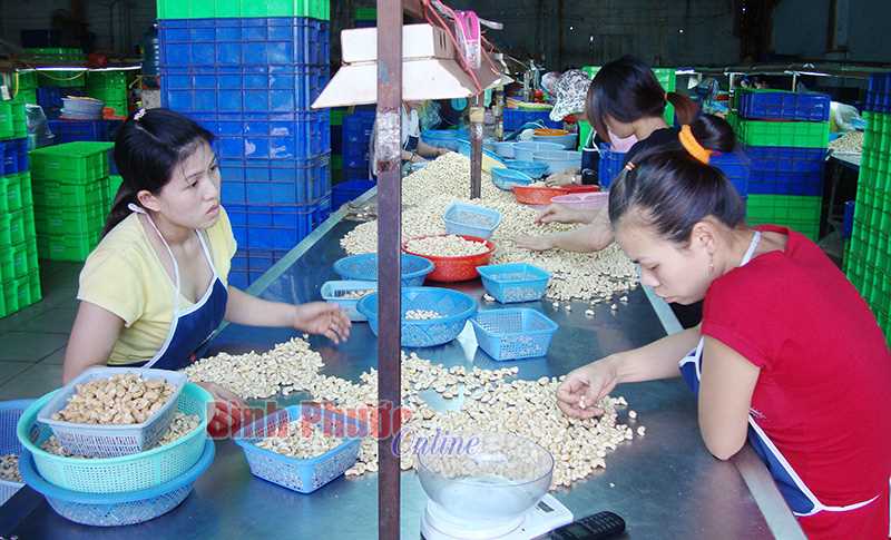 Giúp Campuchia mở rộng diện tích điều - gắn tình hữu nghị Việt Nam - Campuchia