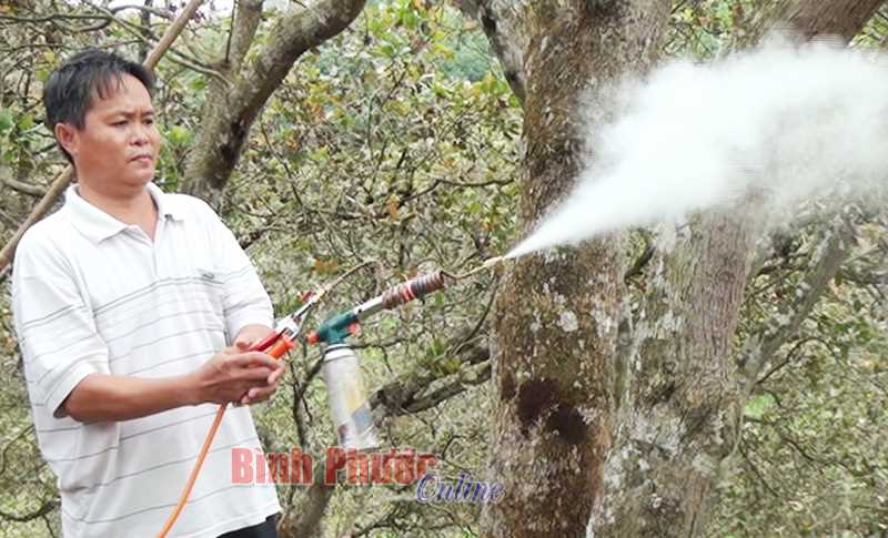 Kỹ sư giới thiệu thiết bị khống chế bọ xít muỗi hại cây điều ở Đăng Hà