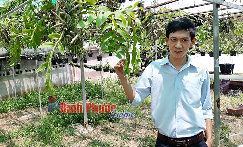 Đưa lan rừng về phố thị