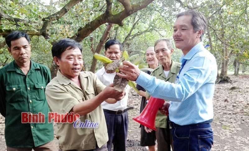Lộc Ninh giúp nông dân phòng trừ sâu bệnh hại cây điều