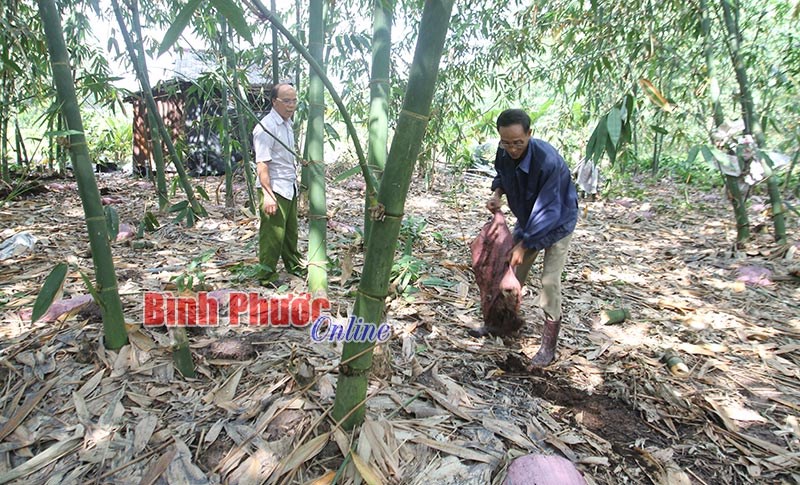 Tre tàu - cây trồng “3 trong 1”