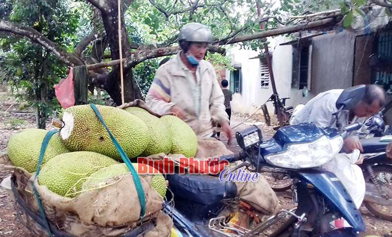 Giá mít thái cuối vụ tăng đột biến