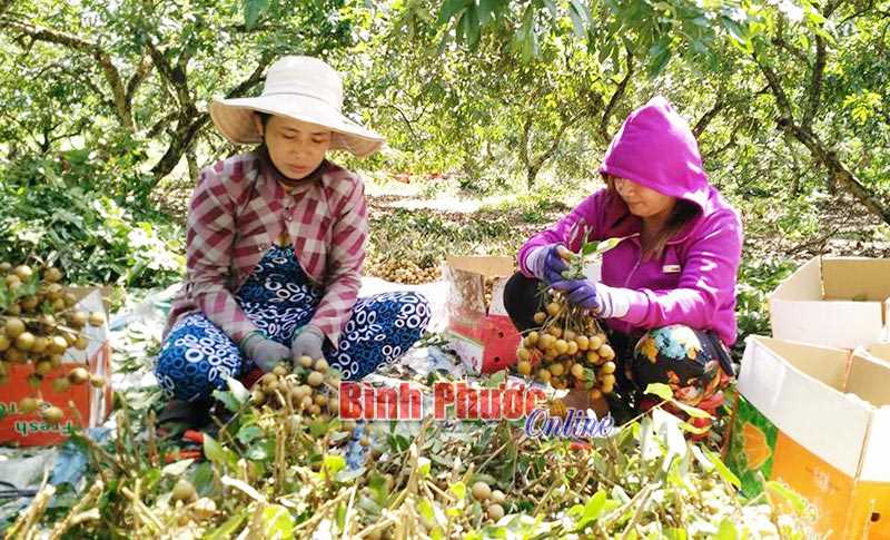 Tin vui cho người trồng nhãn ở Tiến Hưng