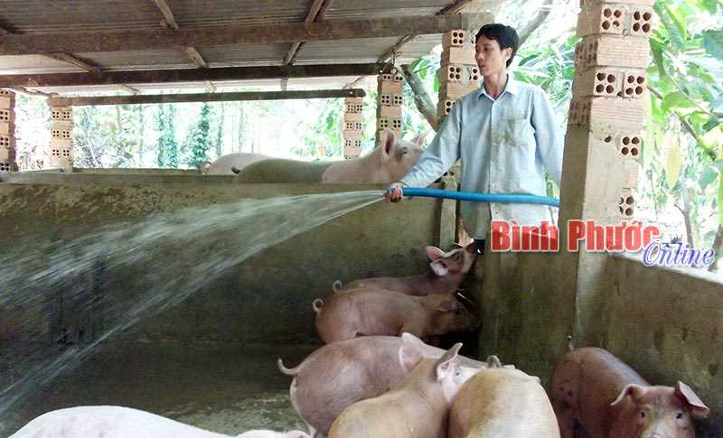 Nuôi heo - nan giải đầu ra