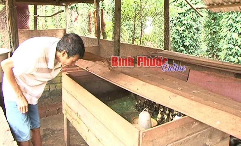 Nuôi vịt trời - nghề làm chơi ăn thật