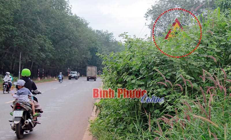 Biển b&aacute;o bị c&acirc;y dại che khuất