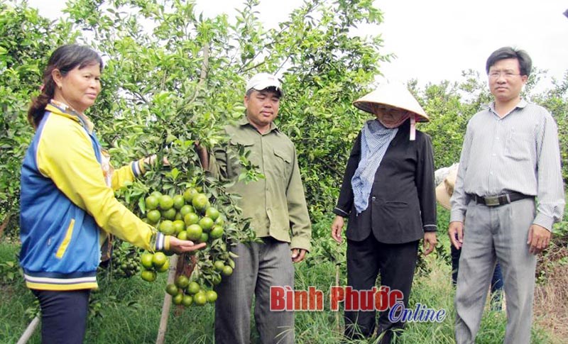 Quýt đại hạ giá - người trồng gặp khó