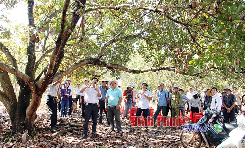 Ra quân cứu hộ vườn điều đợt 2