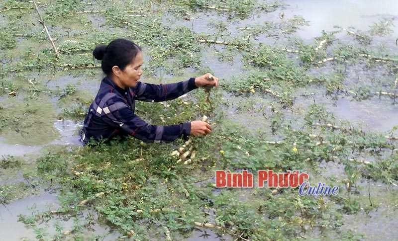 Rau nhút cho thu nhập cao