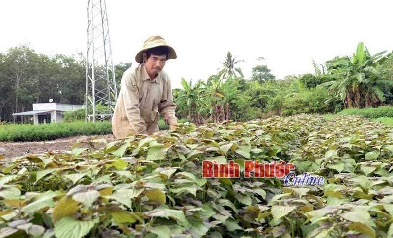  “Sống khỏe” với rau thơm