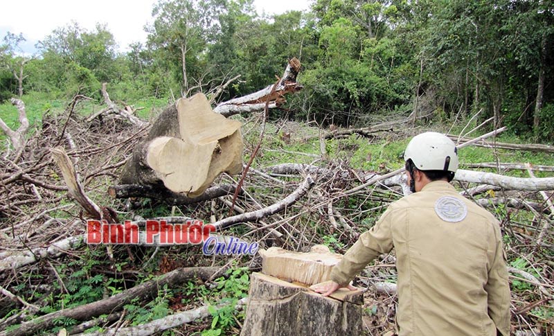 Tập trung triệt ph&aacute; &ldquo;đầu nậu&rdquo;, chủ đường d&acirc;y bu&ocirc;n b&aacute;n l&acirc;m sản tr&aacute;i ph&aacute;p luật