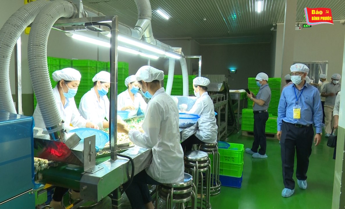 [Video] Cán bộ cấp cao Campuchia và Lào tham quan nhà máy chế biến mủ cao su và sản xuất điều