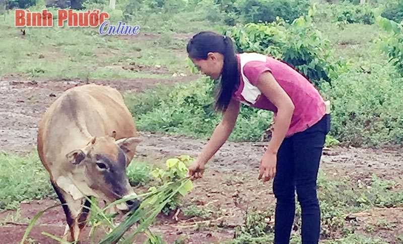 Thoát nghèo nhờ nuôi bò xoay vòng