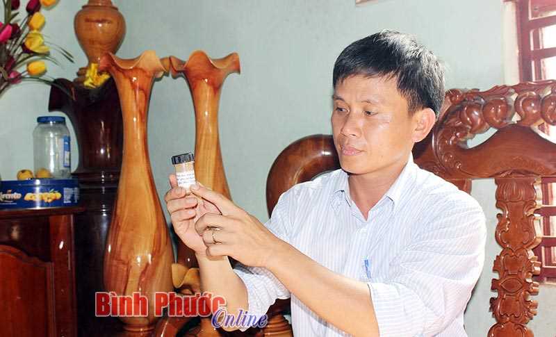 Trị bệnh cho heo từ các loại cây