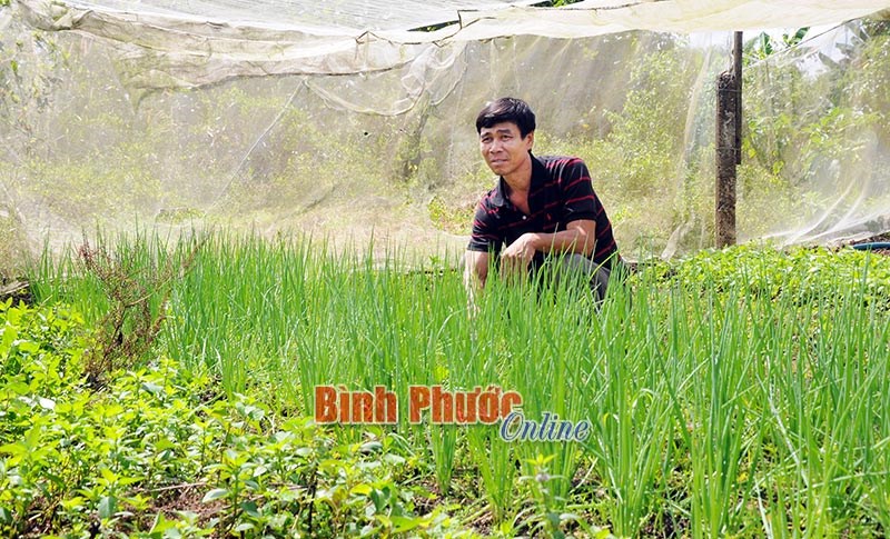 Trồng rau thơm thu trăm triệu mỗi năm