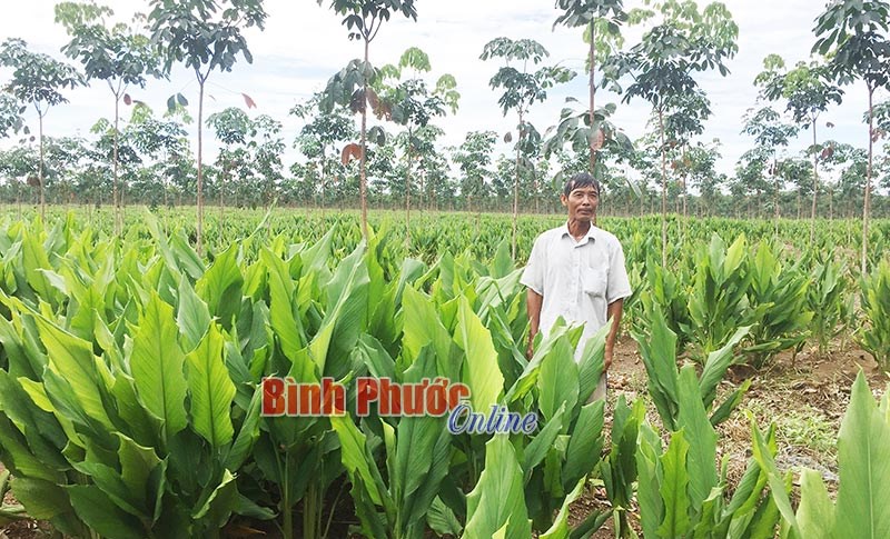 Trồng xen nghệ đỏ trong vườn cao su: Hướng đi mới của nông dân xã Tân Hòa