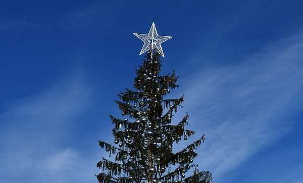 Số phận đáng thương của cây thông Giáng sinh tại thành phố Rome