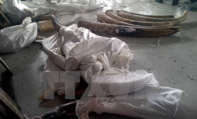 Bắt giữ hơn 47kg ng&agrave; voi chuyển ph&aacute;t nhanh từ Đức về Việt Nam