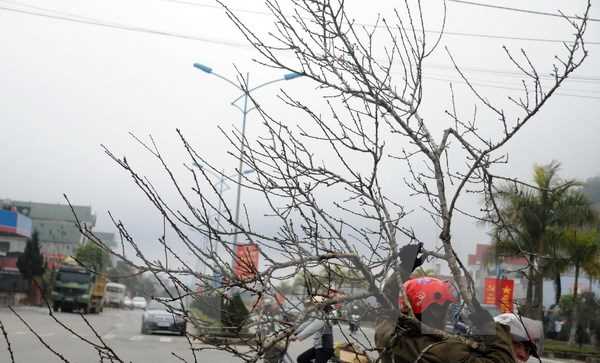 Rét đậm, rét hại xuất hiện ở vùng núi, có băng giá ở đèo Pha Đin