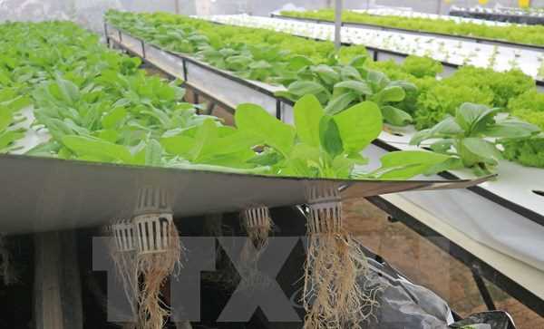 Nông dân Đà Lạt thành công với trồng rau trong không khí