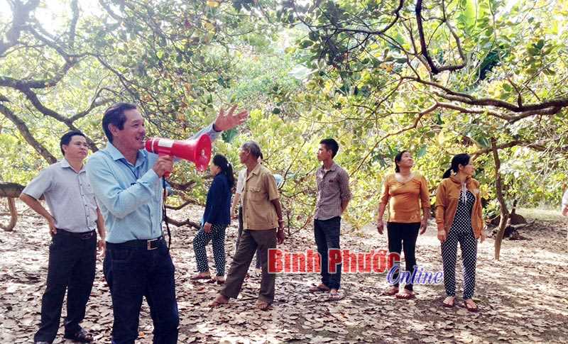 Lộc Ninh tổ chức hội thảo đầu bờ phòng trừ sâu bệnh hại cây điều