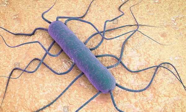 Nam Phi cảnh báo nguy cơ bùng phát nhiễm khuẩn Listeria