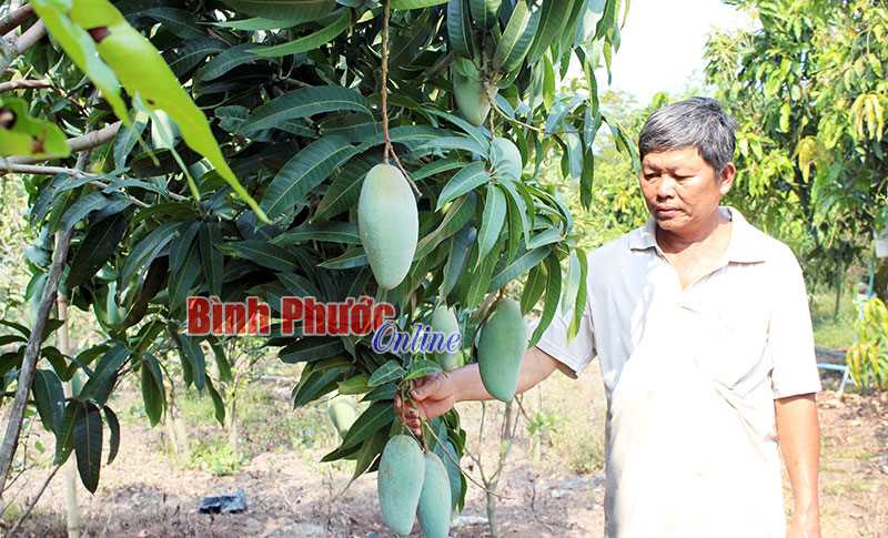 Phát triển tổ hội nghề nghiệp xã Thanh An