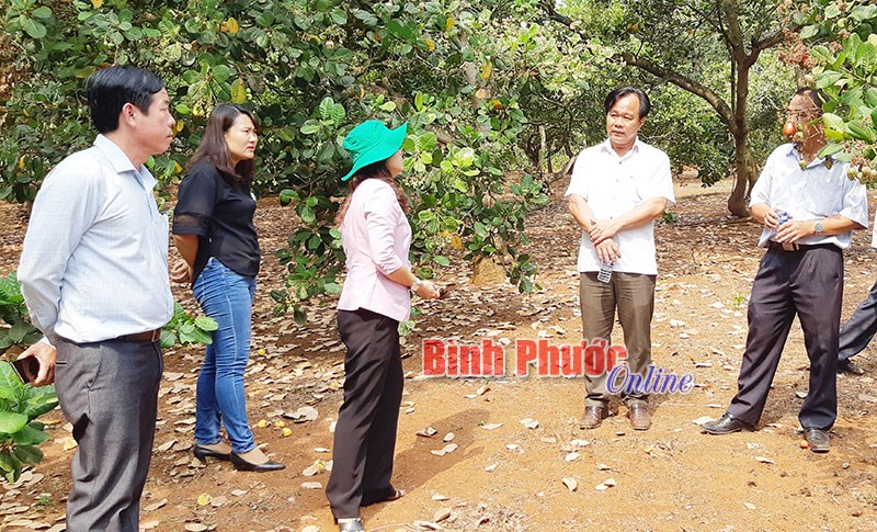 Khảo sát hiện trạng vườn điều ở Bù Đăng 