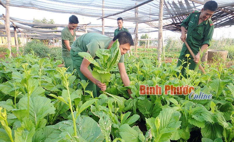 &ldquo;Bắt&rdquo; sỏi đ&aacute; nảy mầm xanh