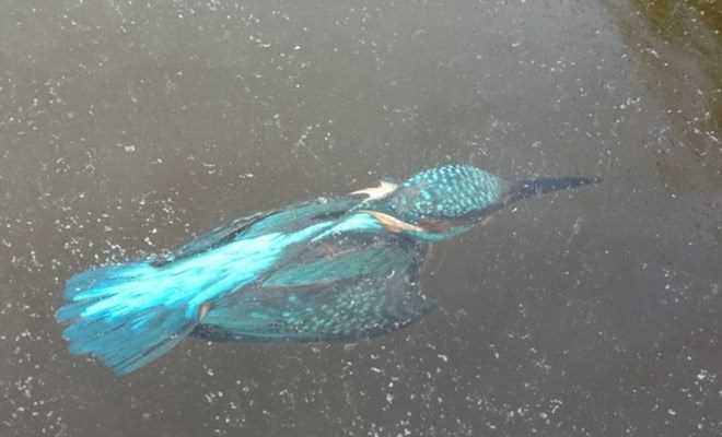 Con chim bói cá cứng đơ trong tảng băng, ngỡ chỉ là tác phẩm nghệ thuật nhưng là thật 100%, 