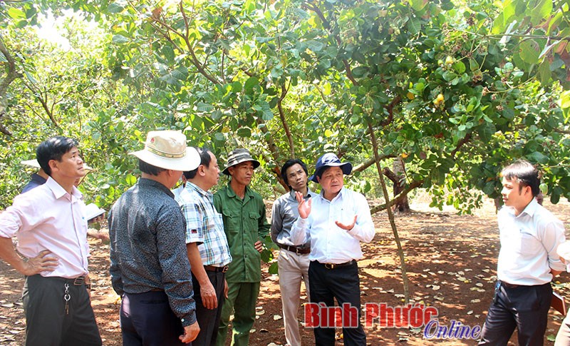 Lãnh đạo Bộ NN-PTNT khảo sát thực tế vườn điều tại huyện Phú Riềng