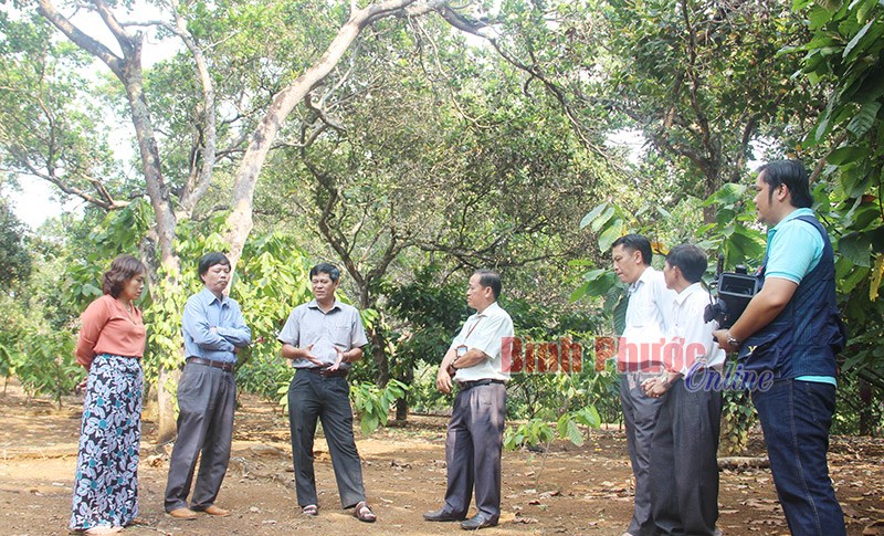 Bù Đăng - một mùa điều nhiều hy vọng