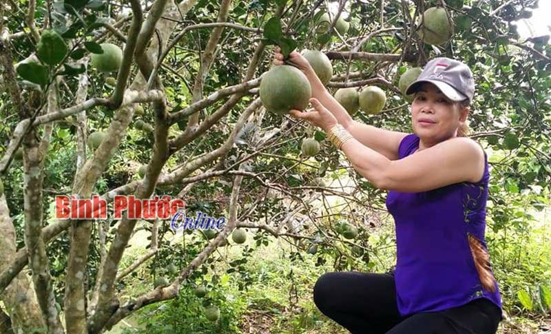 Bưởi da xanh vào vụ tết