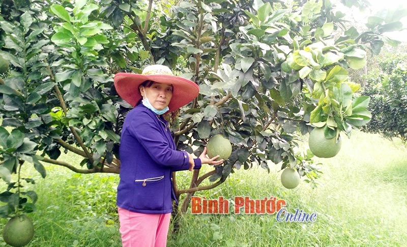 Nhà vườn Đồng Phú tất bật mùa bưởi tết