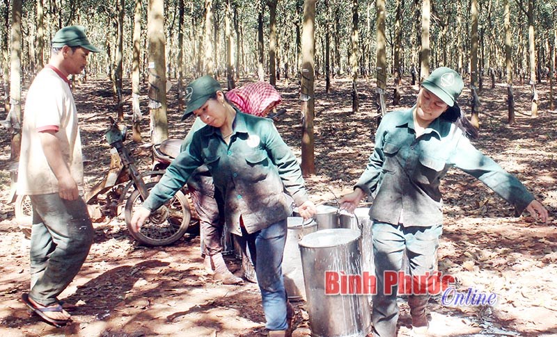 Mua cổ phần là quyền lợi của công nhân cao su