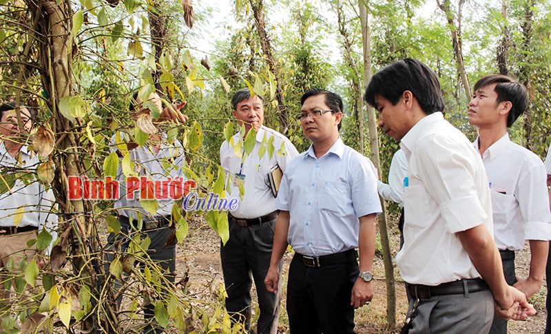 Cây tiêu ở Bù Đốp tiếp tục bị chết