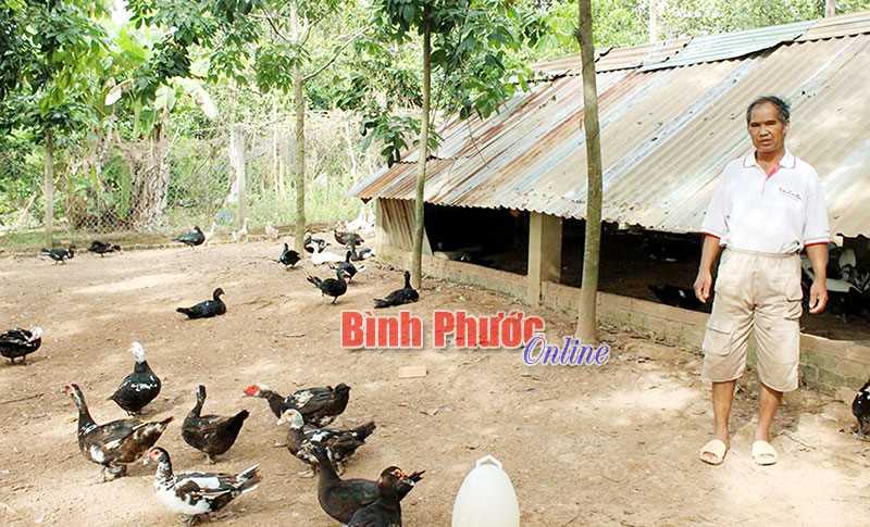 Lợi ích kép từ chăn nuôi an toàn