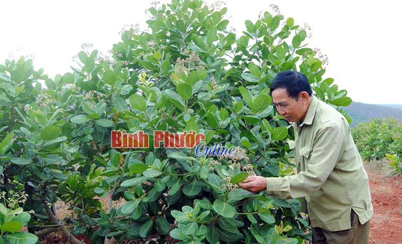 Cựu chiến binh tỏa s&aacute;ng tr&ecirc;n mặt trận kinh tế