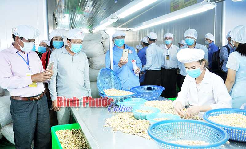 Ngành điều 2017, xuất khẩu tăng nhưng…