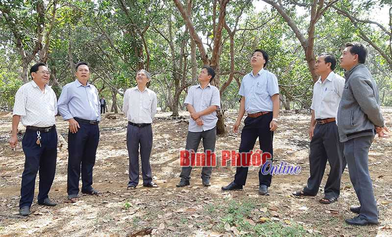 Thường trực Huyện ủy Bù Đăng kiểm tra sâu, bệnh hại cây điều