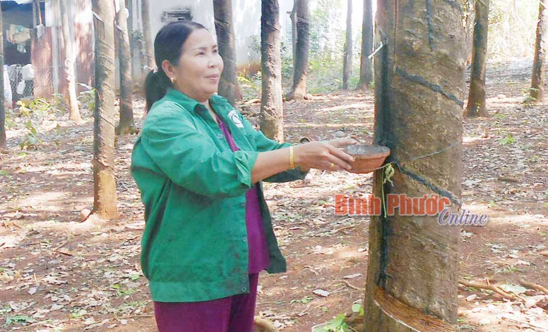 Chị Kiêm Thị Sà Rinh làm kinh tế giỏi